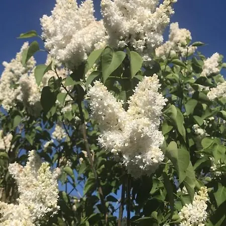 בית נופש Haus Elpe Naehe Meschede Winterberg אולסברג