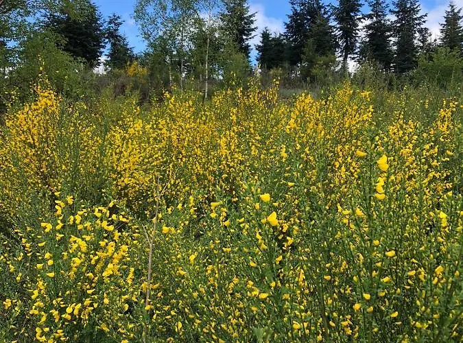 Haus Elpe Naehe Meschede Winterberg Olsberg