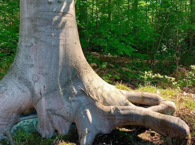 Haus Elpe Naehe Meschede Winterberg Hébergement de vacances