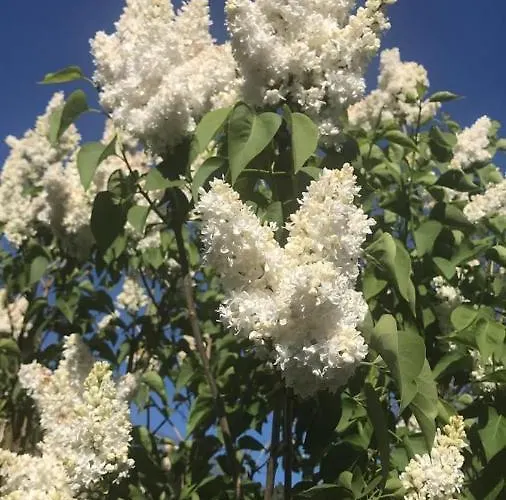 Дом отдыха Haus Elpe Naehe Meschede Winterberg Ольсберг
